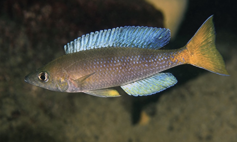 Cyprichromis sp. 'dwarf jumbo' Ifala